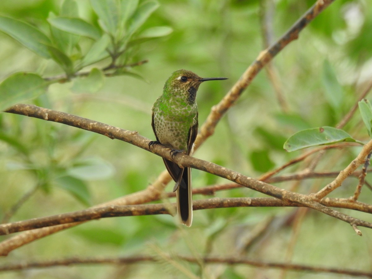 Red-tailed Comet - ML638854693