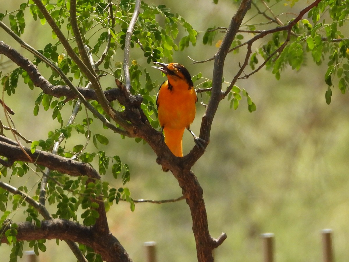 Bullock's Oriole - ML638854695