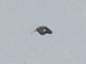 Tree Swallow - ML638854696