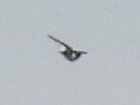 Tree Swallow - ML638854697
