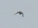 Tree Swallow - ML638854698