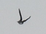 Tree Swallow - ML638854699