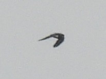 Tree Swallow - ML638854701