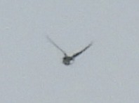 Tree Swallow - ML638854702