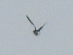Tree Swallow - ML638854703