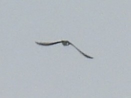 Tree Swallow - ML638854705