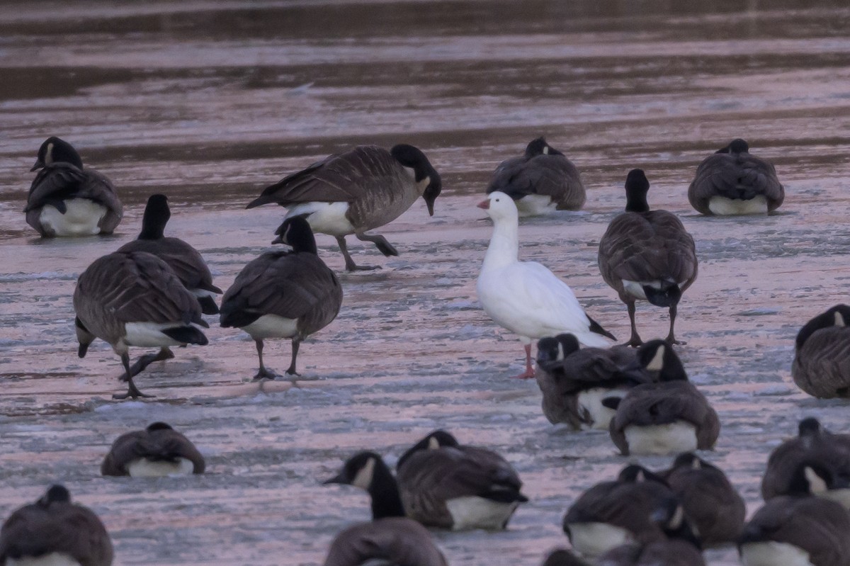 Ross's Goose - ML638854706