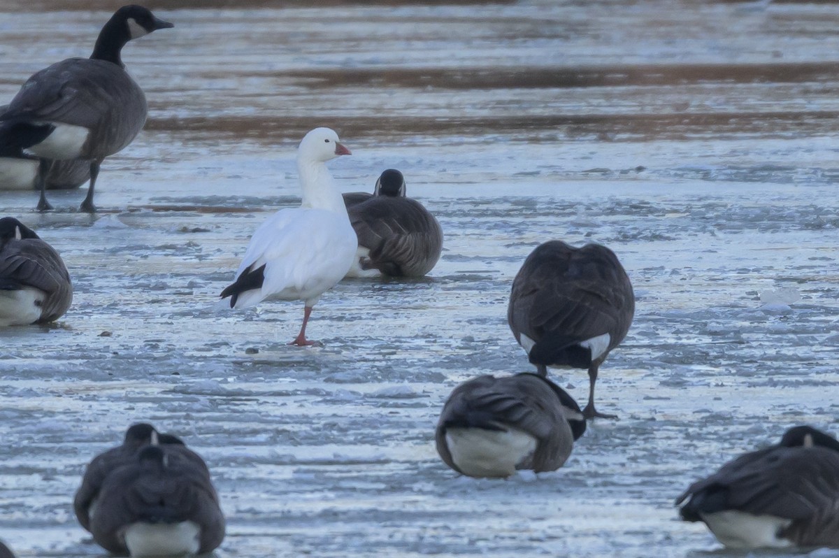 Ross's Goose - ML638854707