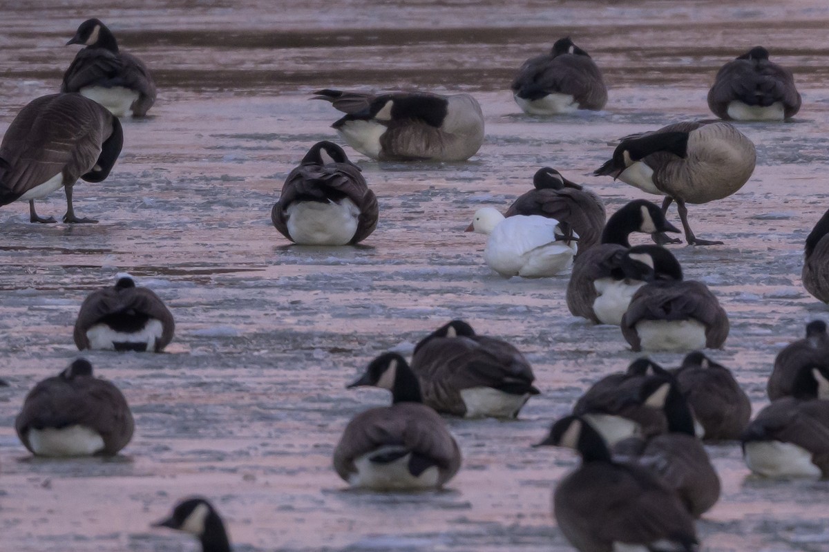 Ross's Goose - ML638854708