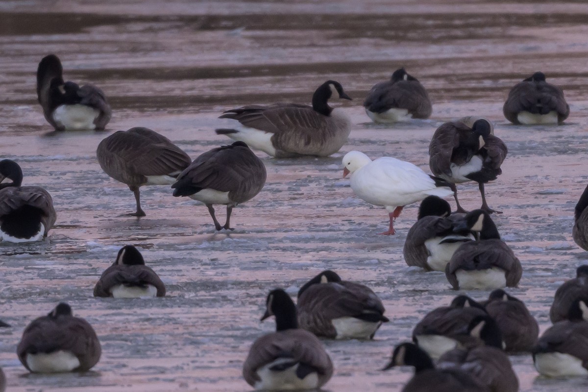 Ross's Goose - ML638854709