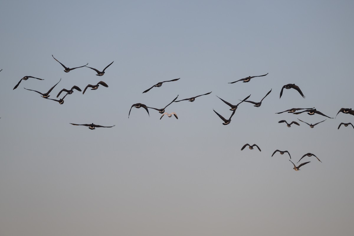 Ross's Goose - ML638854710
