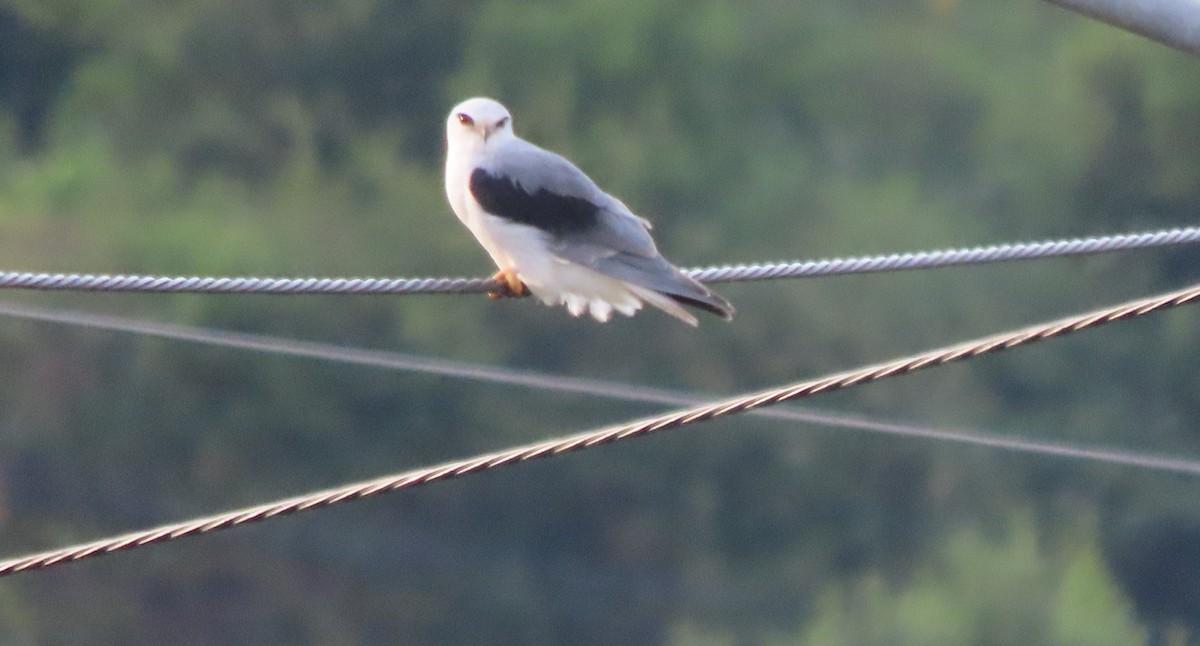 Black-winged Kite - ML638854711