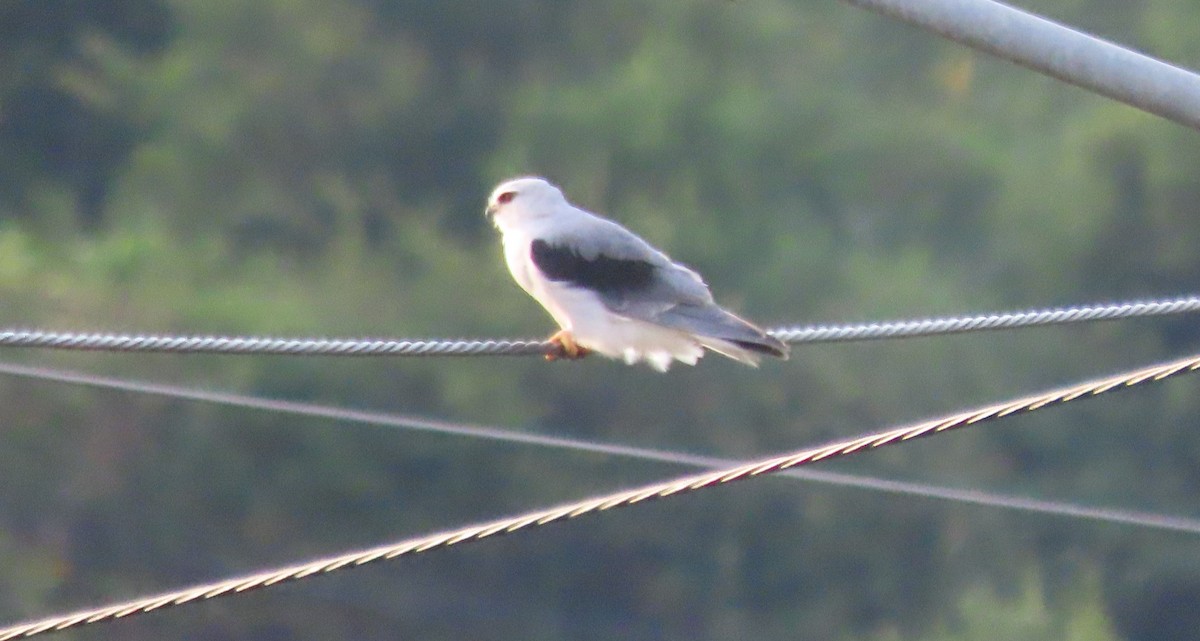 Black-winged Kite - ML638854712