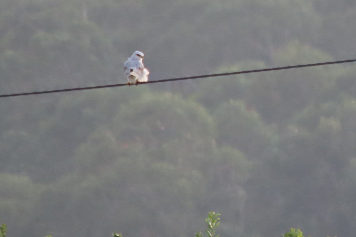 Black-winged Kite - ML638854713