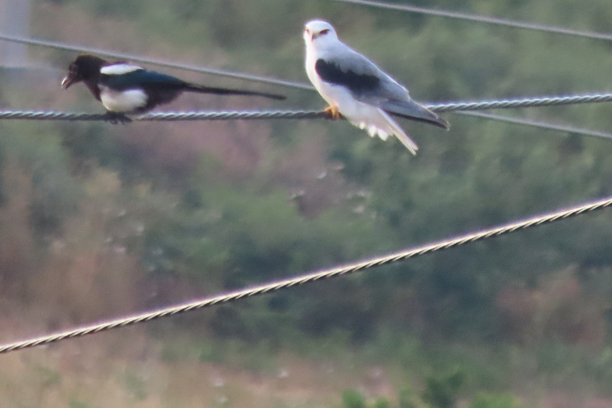 Black-winged Kite - ML638854714