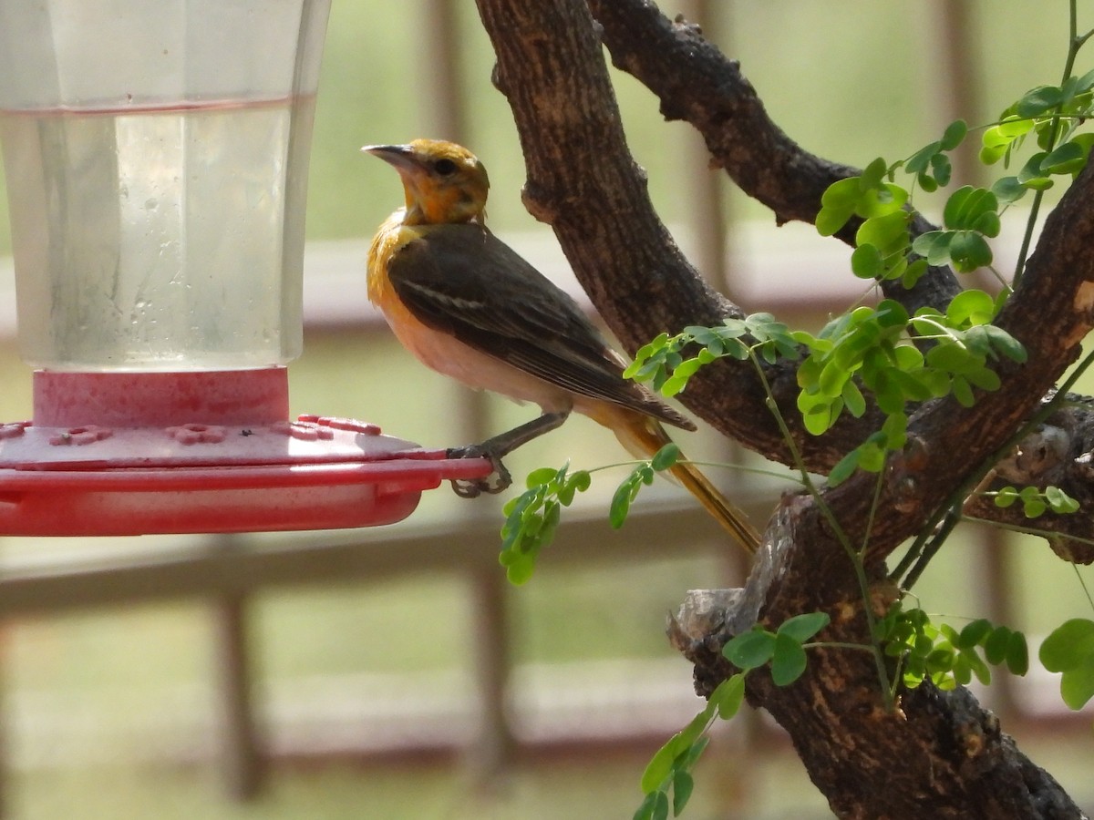 Bullock's Oriole - ML638854715