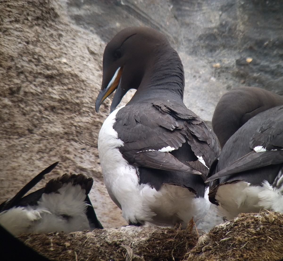 Thick-billed Murre - ML638854740