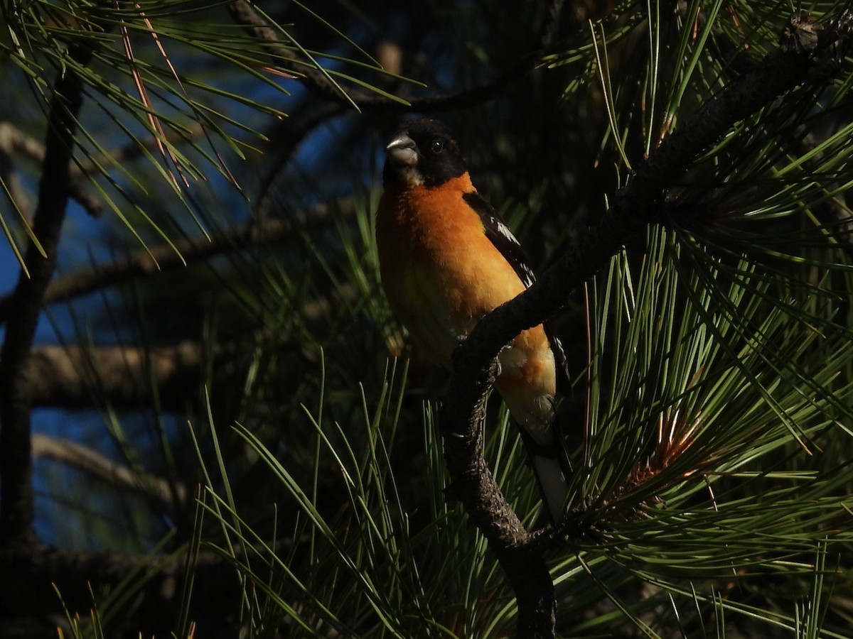 Black-headed Grosbeak - ML638854759
