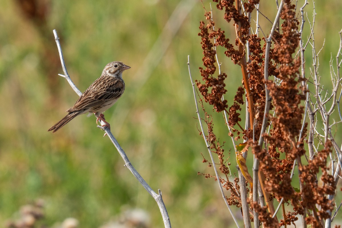 Vesper Sparrow - ML638854764