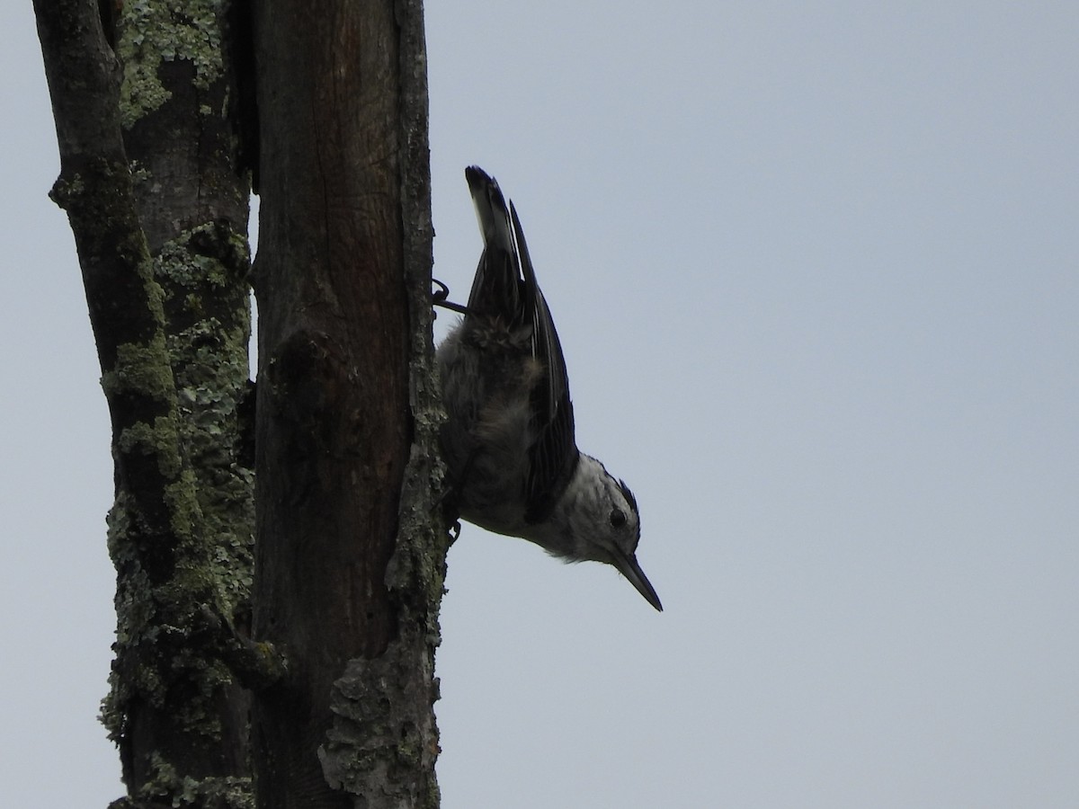 White-breasted Nuthatch - ML638854780