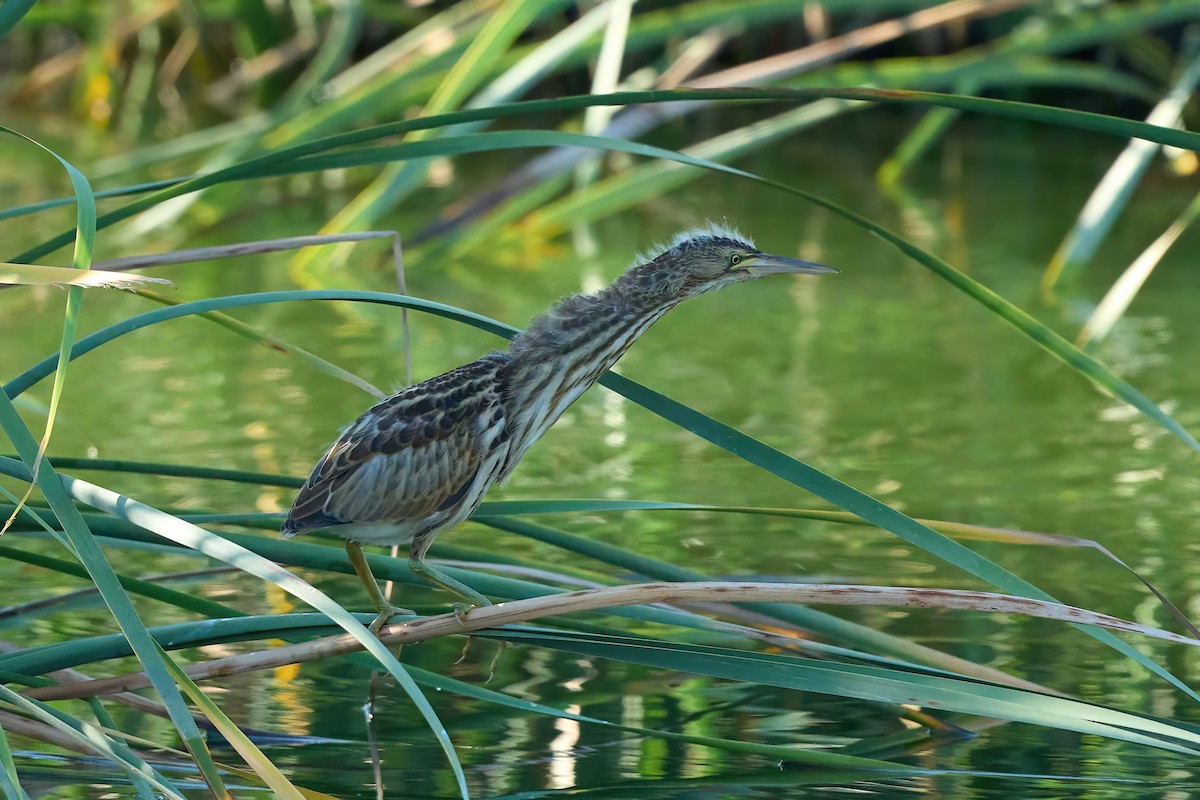 Little Bittern - ML638854787