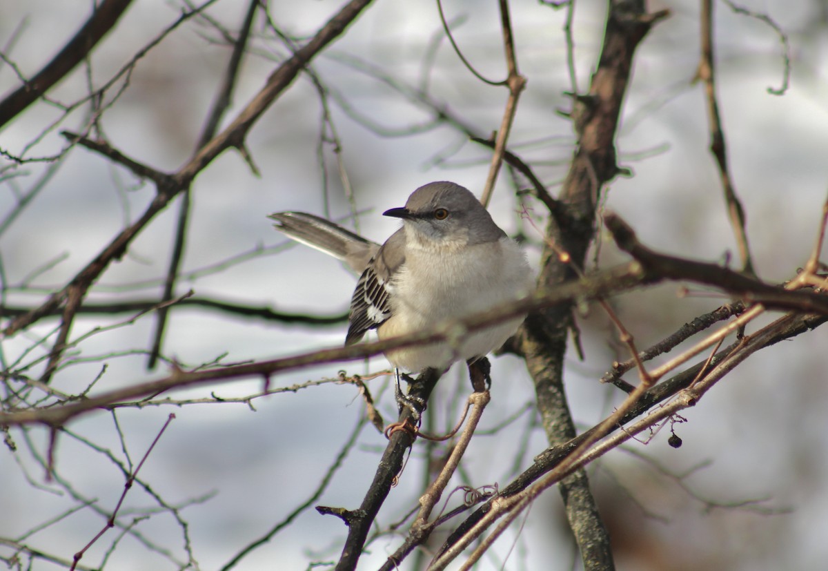 Northern Mockingbird - ML638854806