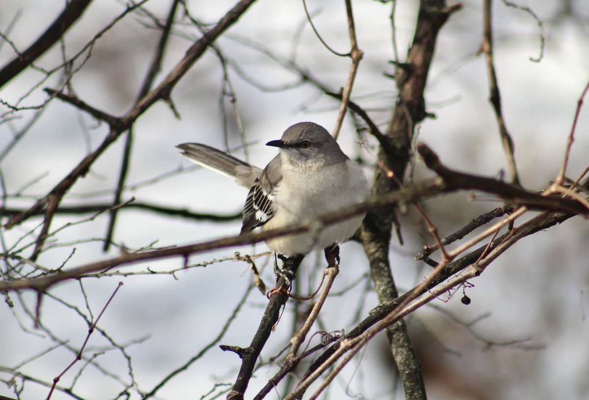 Northern Mockingbird - ML638854810