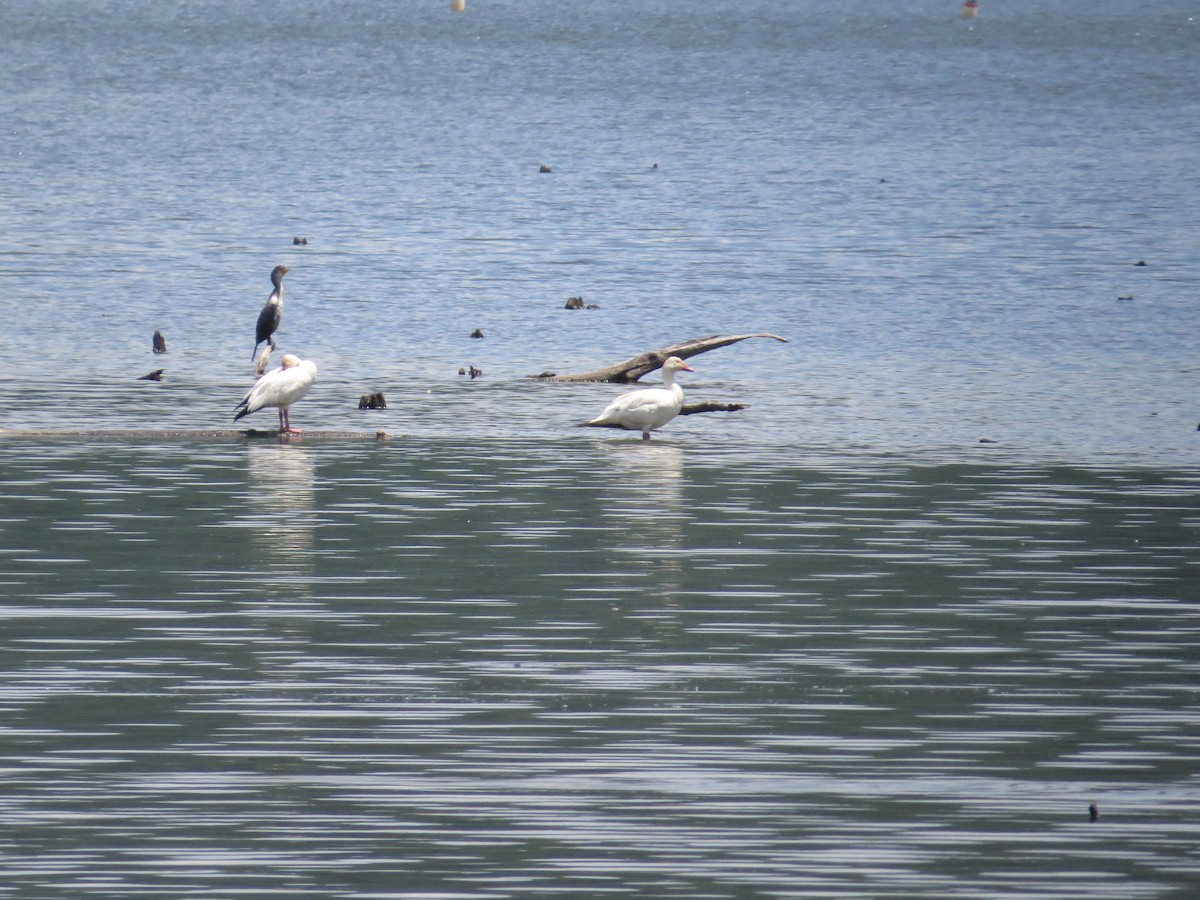 Snow Goose - ML638854812