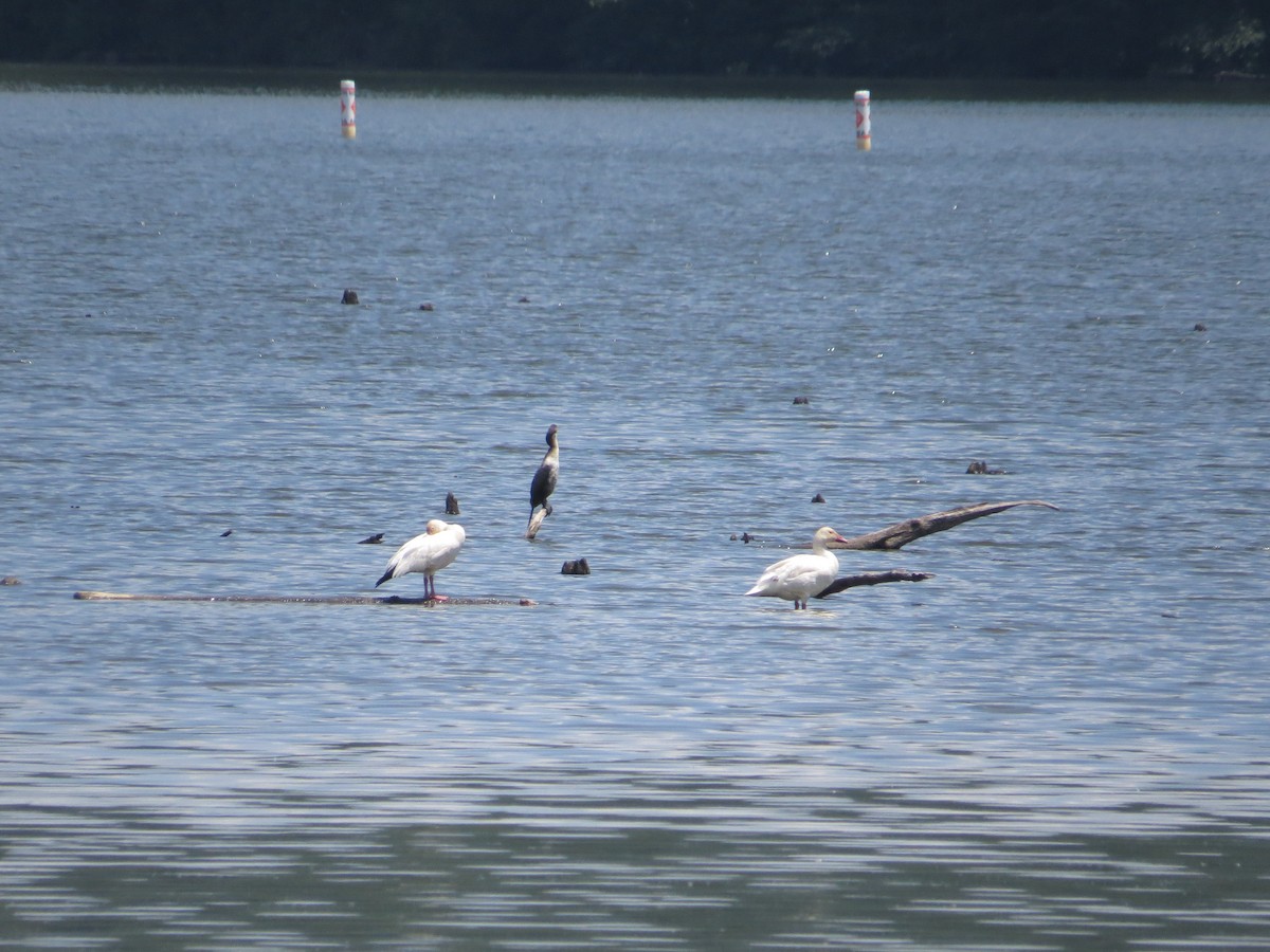 Snow Goose - ML638854814