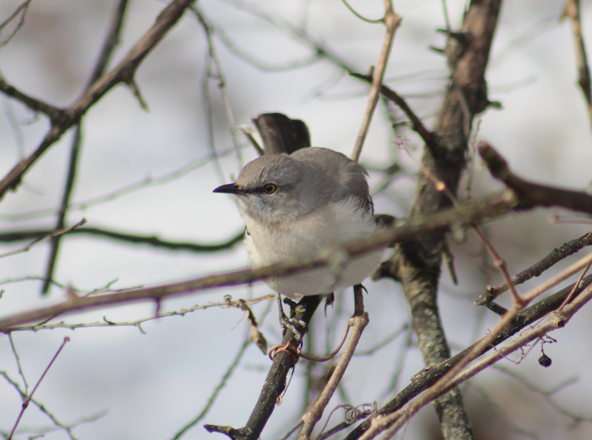Northern Mockingbird - ML638854823