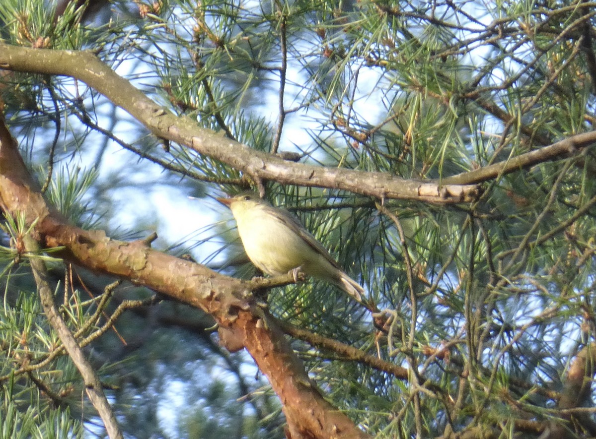Icterine Warbler - ML638854833