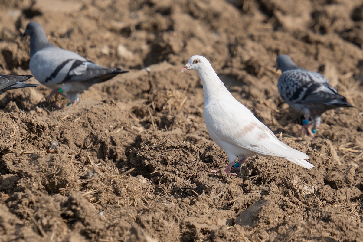Rock Pigeon (Feral Pigeon) - ML638854840