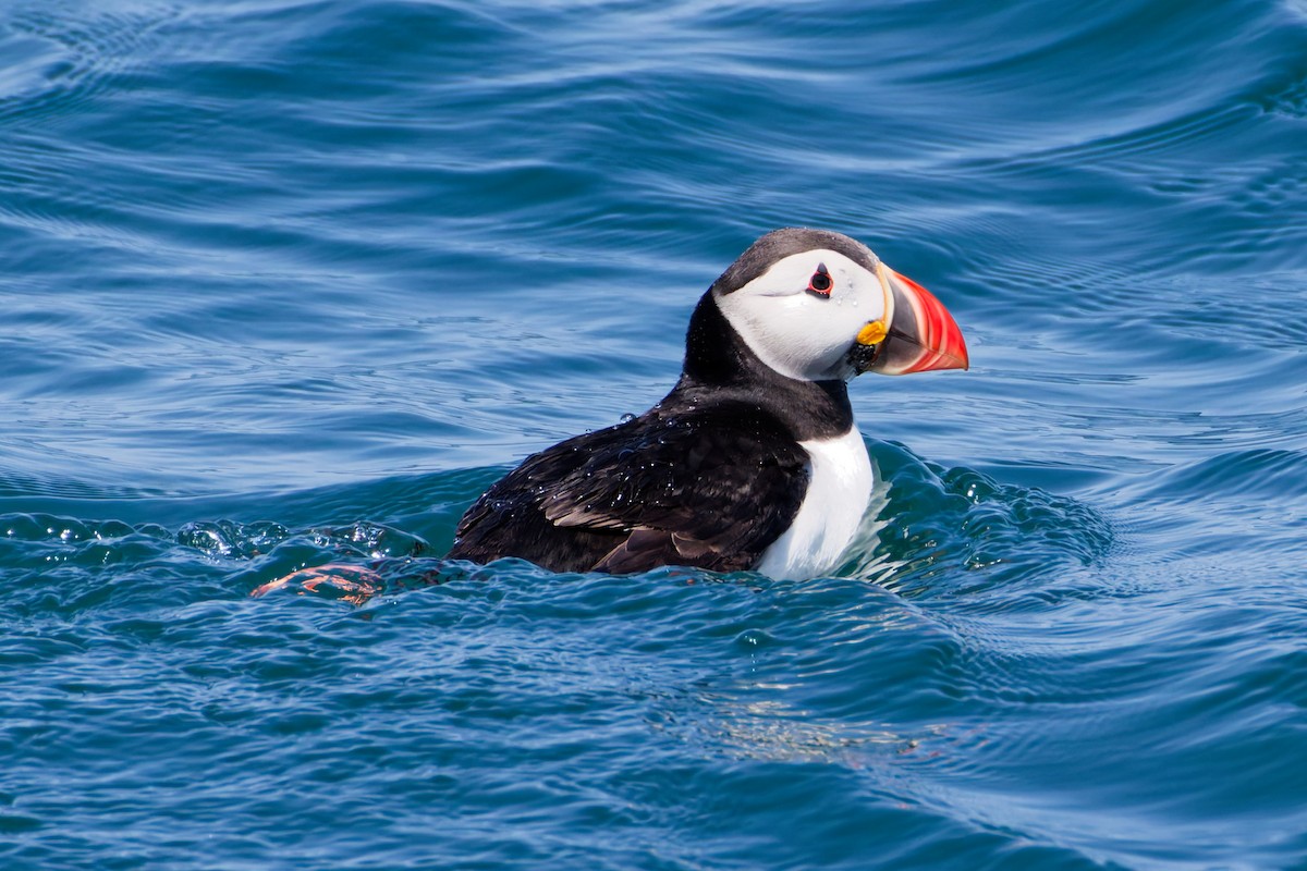 Atlantic Puffin - ML638854841