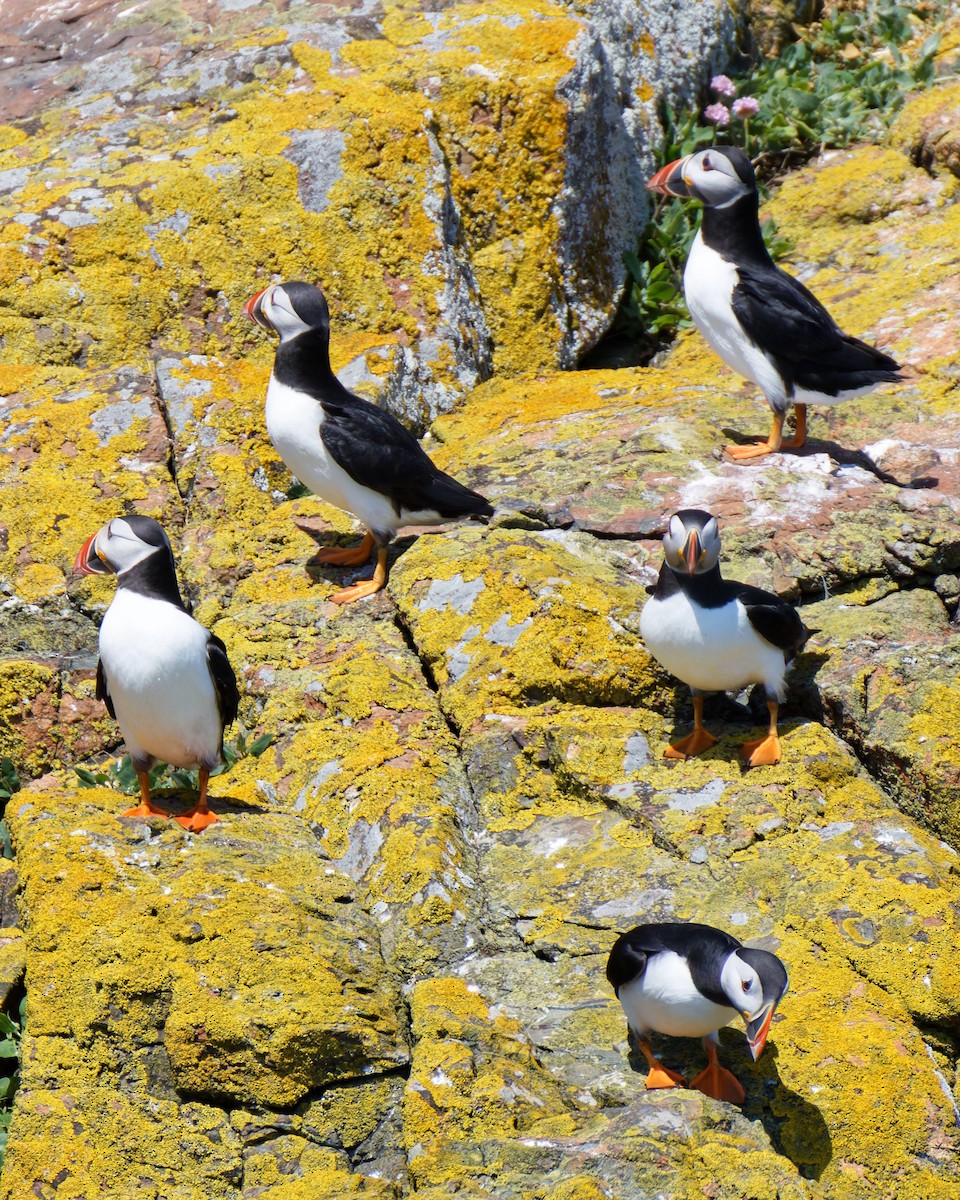 Atlantic Puffin - ML638854843