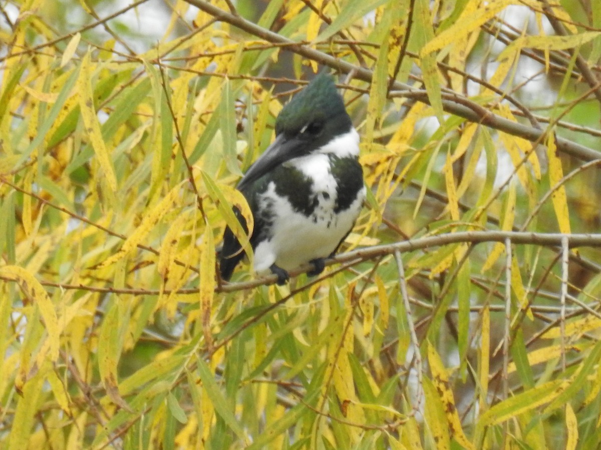 Amazon Kingfisher - ML638854844
