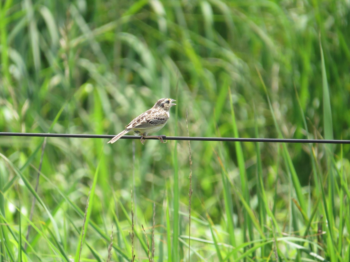 Grasshopper Sparrow - ML638854847