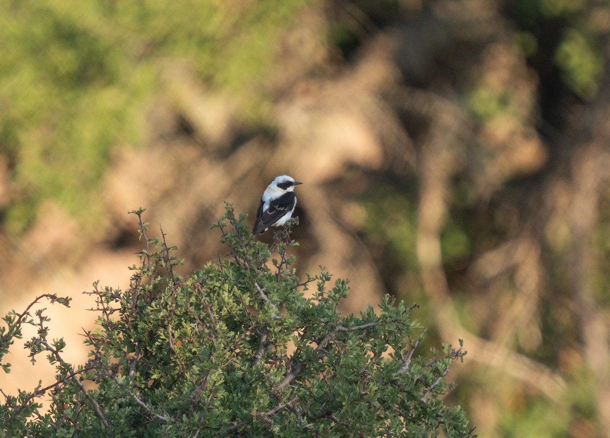 Eastern Black-eared Wheatear - ML638854862