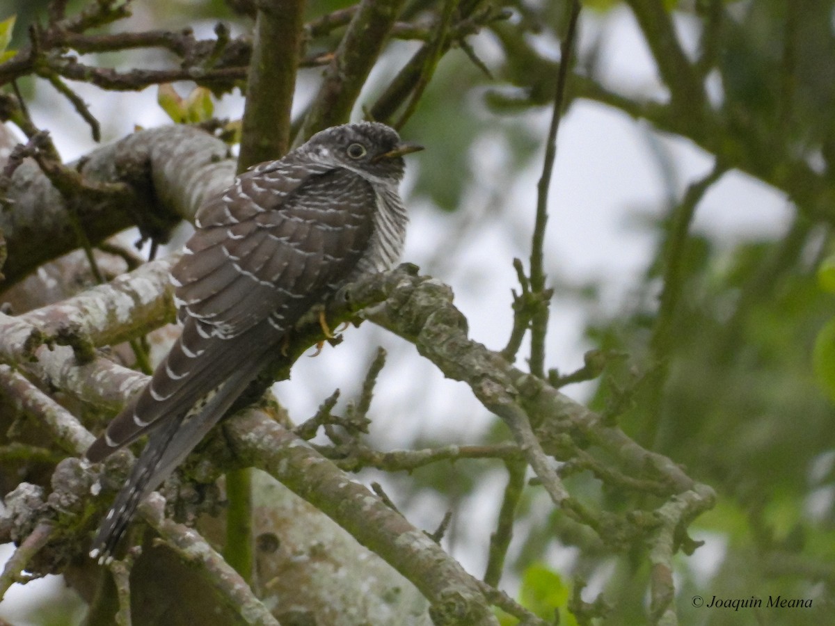 Common Cuckoo - ML638854864