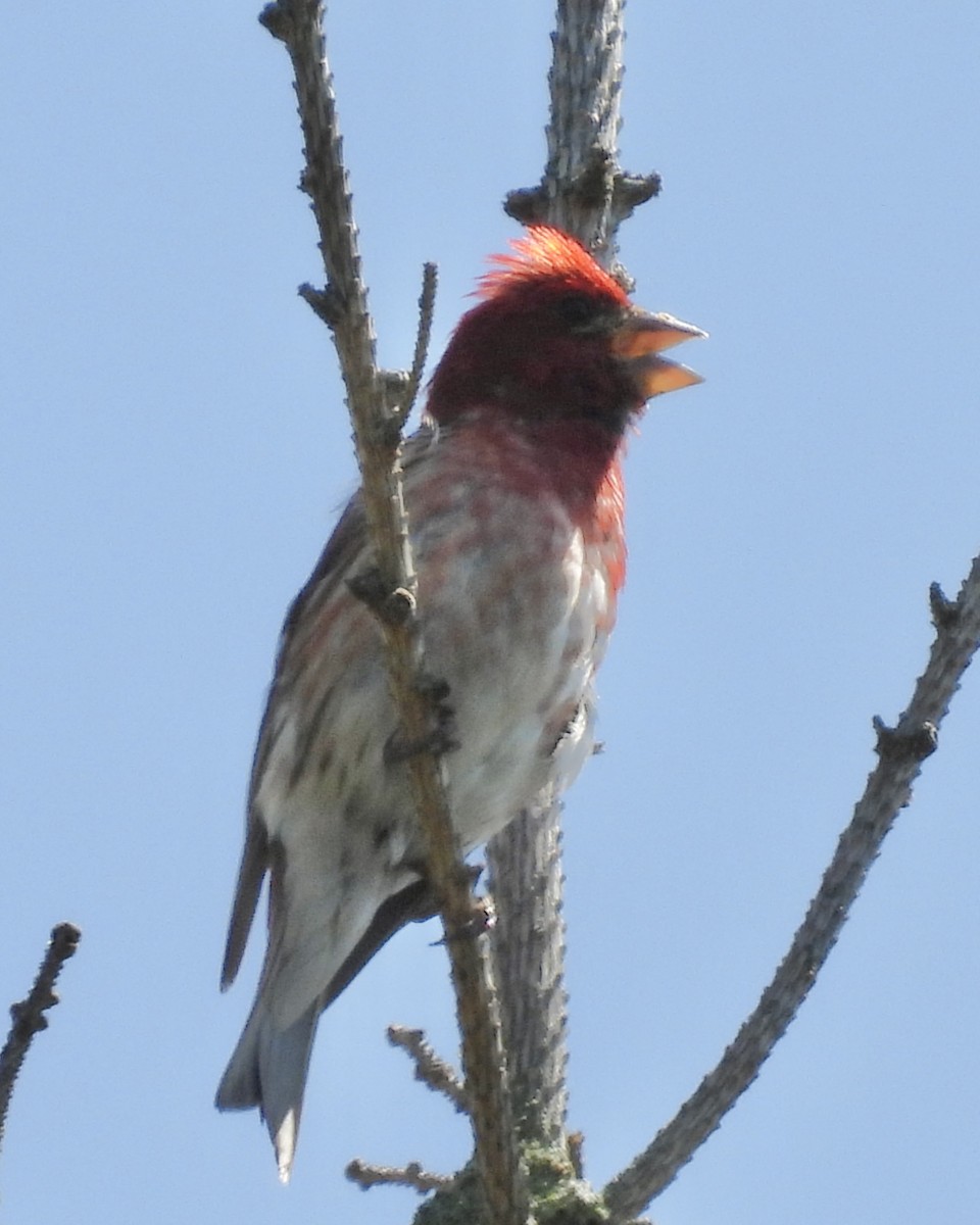 Purple Finch - ML638854865