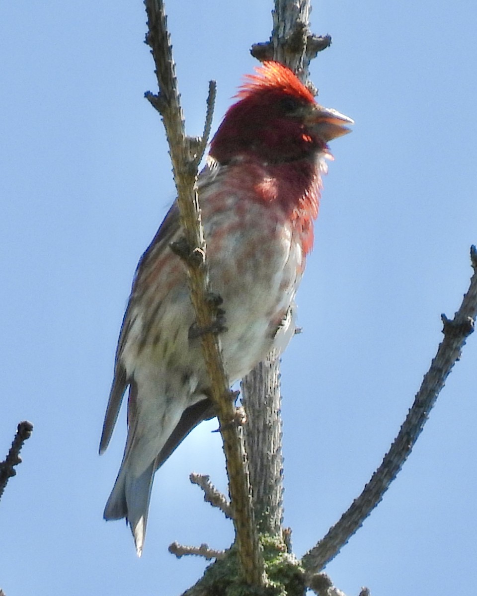 Purple Finch - ML638854866