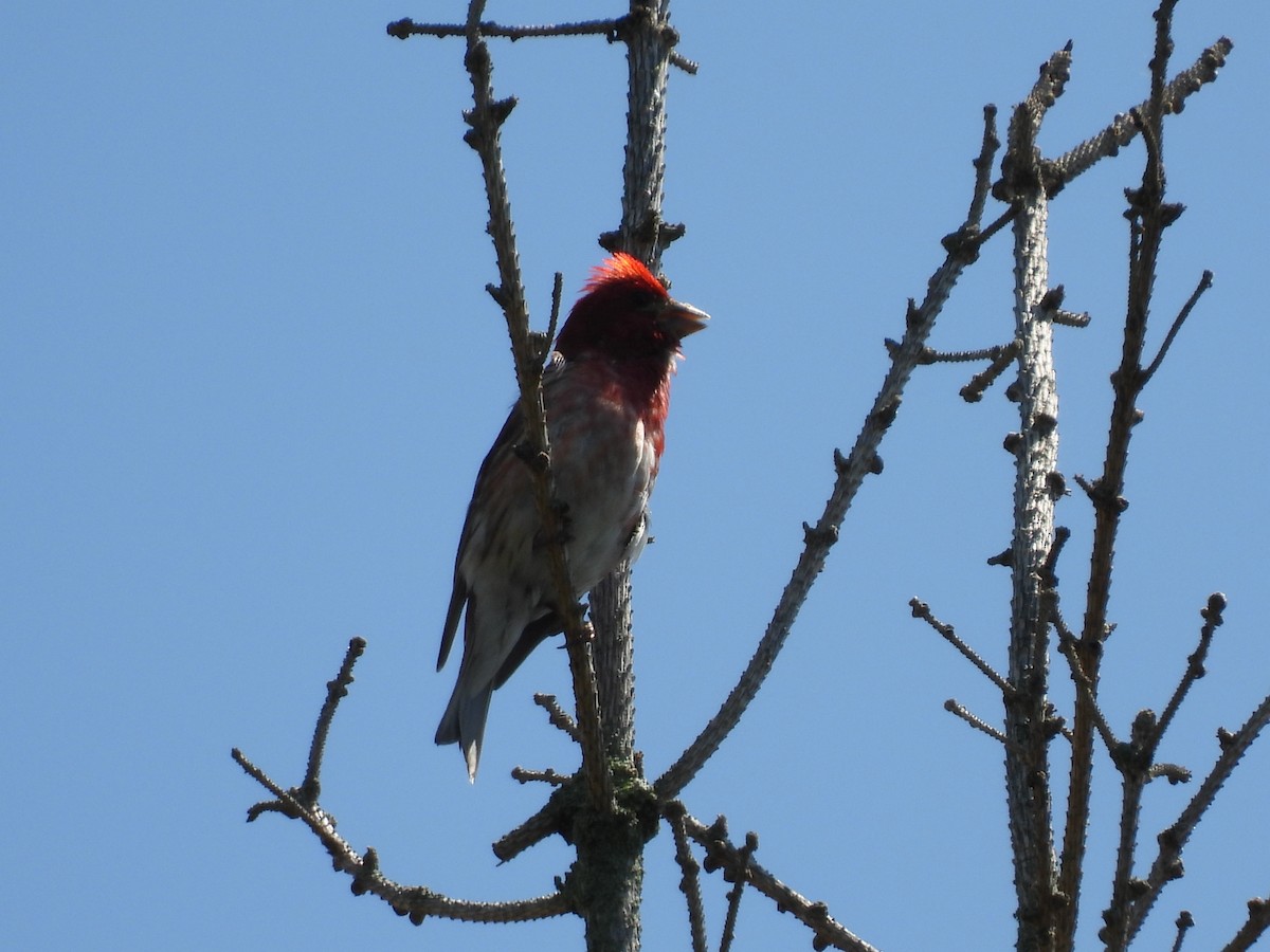 Purple Finch - ML638854867