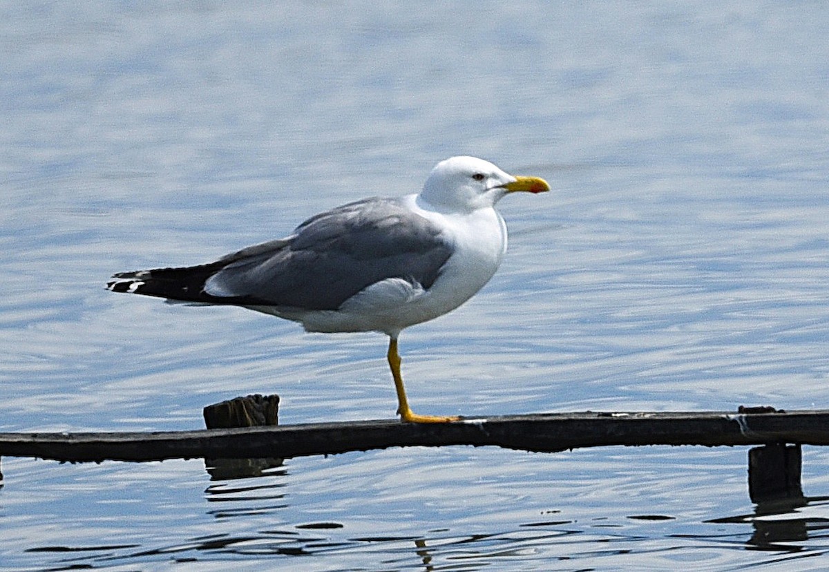 Yellow-legged Gull - ML638854870