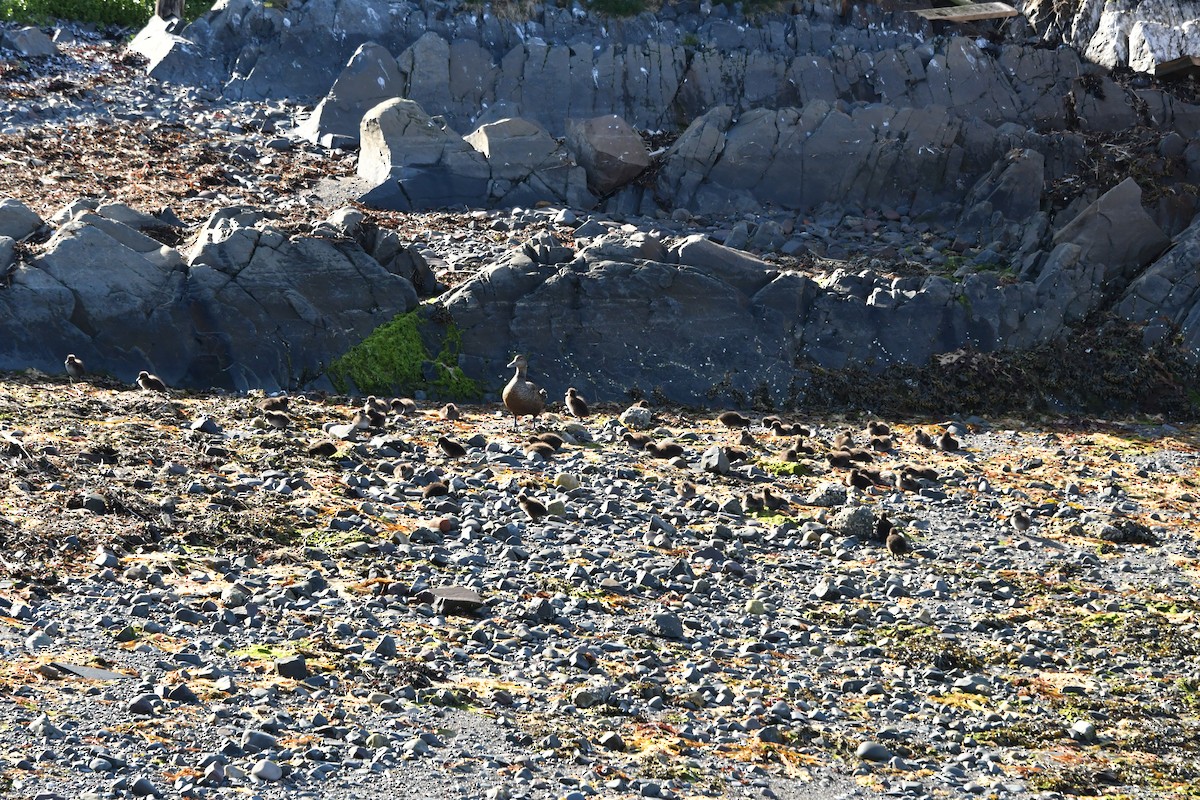 Common Eider - ML638854875