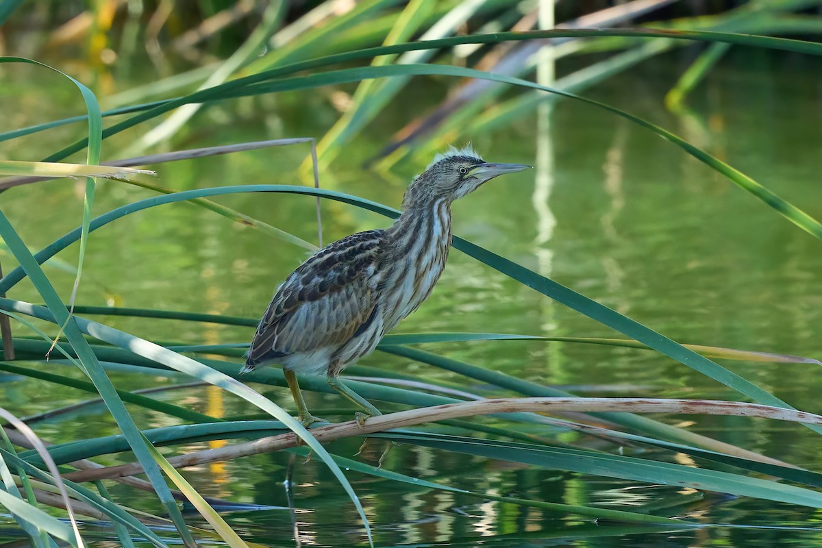 Little Bittern - ML638854995