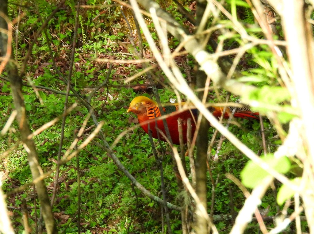 Golden Pheasant - ML638855004