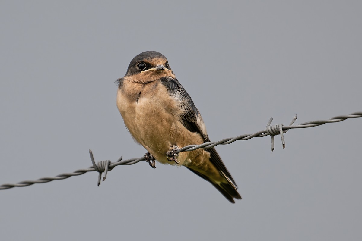 Barn Swallow - ML638855048