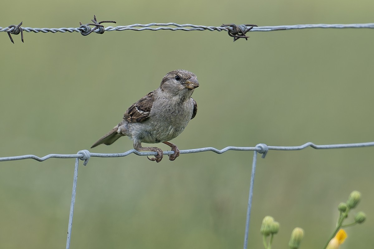 House Sparrow - ML638855049