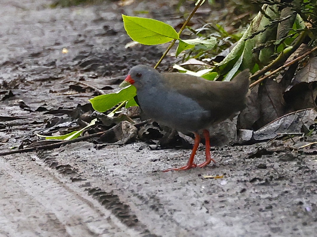 Paint-billed Crake - ML638855056