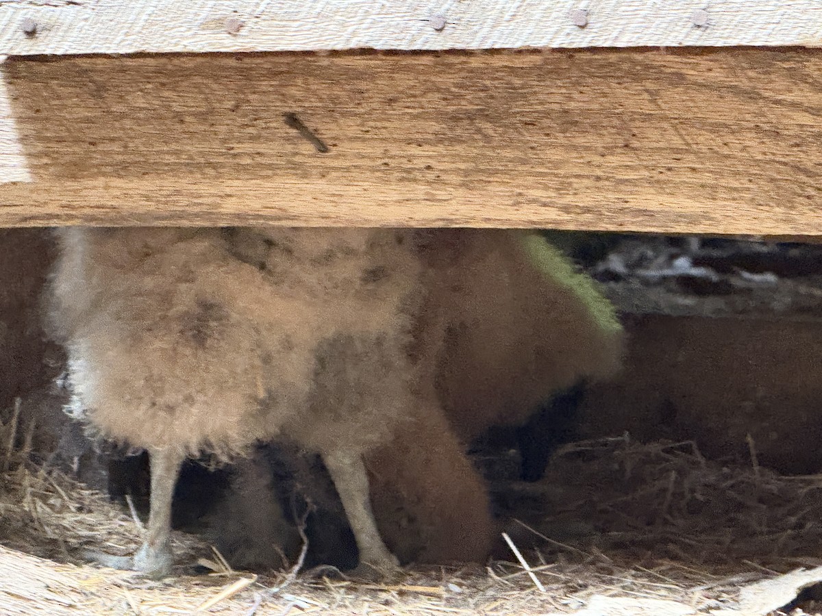 Black Vulture - ML638855081