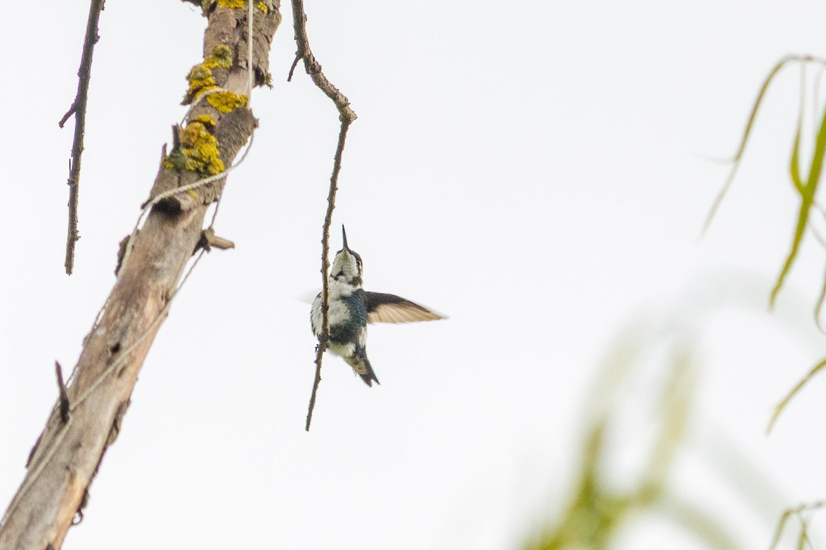 White-bellied Woodstar - ML638855088